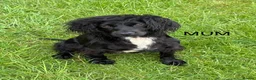 Cocker Spaniel dogs for sale: Beautiful cocker spaniel puppies in Street - Advert 7