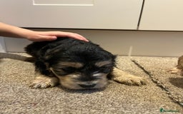 Cockapoo dogs for sale: 2 Beautiful Cockapoos! - Advert 3