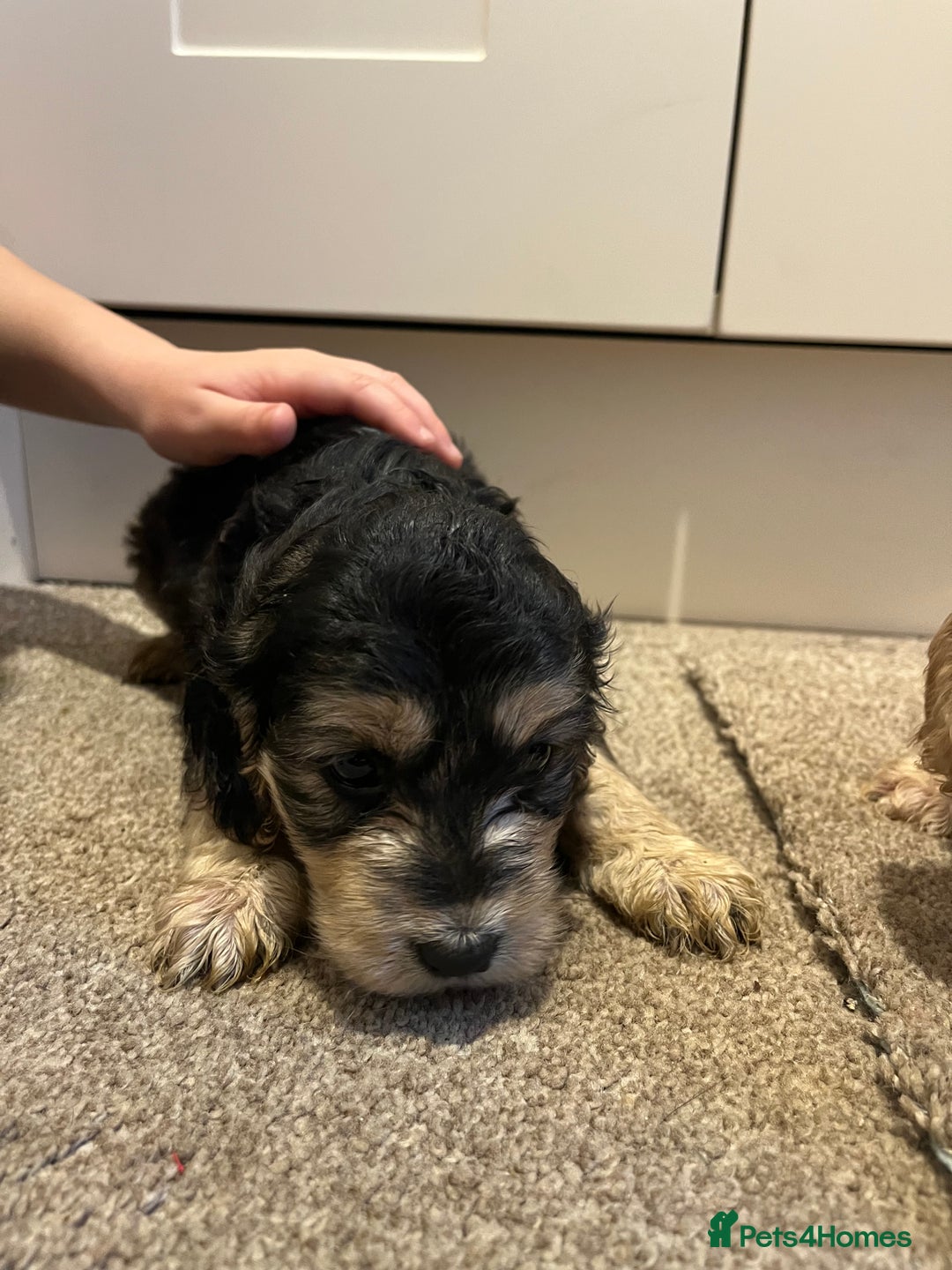 Cockapoo dogs for sale: 2 Beautiful Cockapoos! - Advert 3