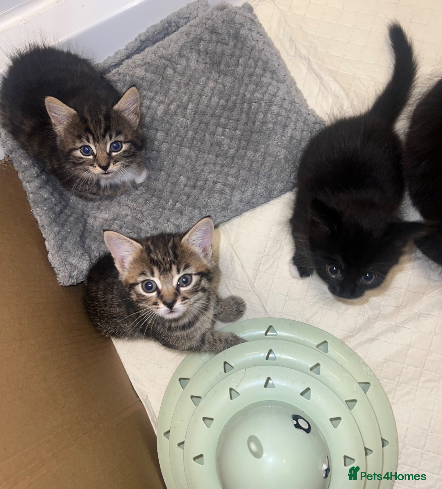 Mixed Breed cats Girl Kittens Ready for loving homes  - Advert 1
