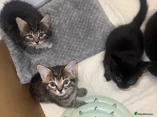 Mixed Breed cats Girl Kittens Ready July 3rd for loving homes - Advert 2