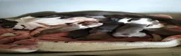 Boston Terrier dogs for sale: Boston Terrier  in Southend-on-Sea - Advert 6