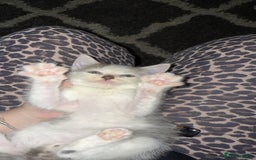 Mixed Breed cats for sale: Stunning grey and white mix boy - Image 1