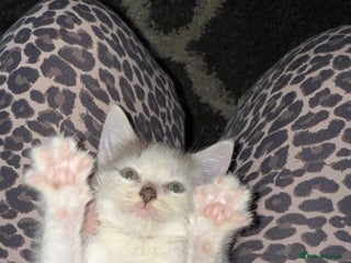 Mixed Breed cats - Advert 1