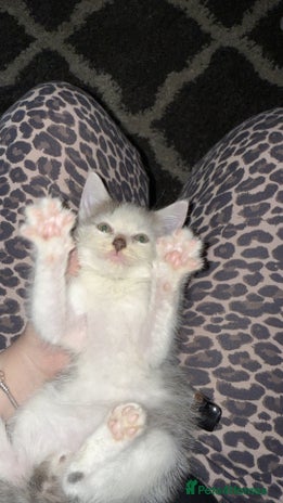 Mixed Breed cats - Advert 2