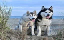 Siberian Husky dogs for sale: Female husky 5 month  - Image 2