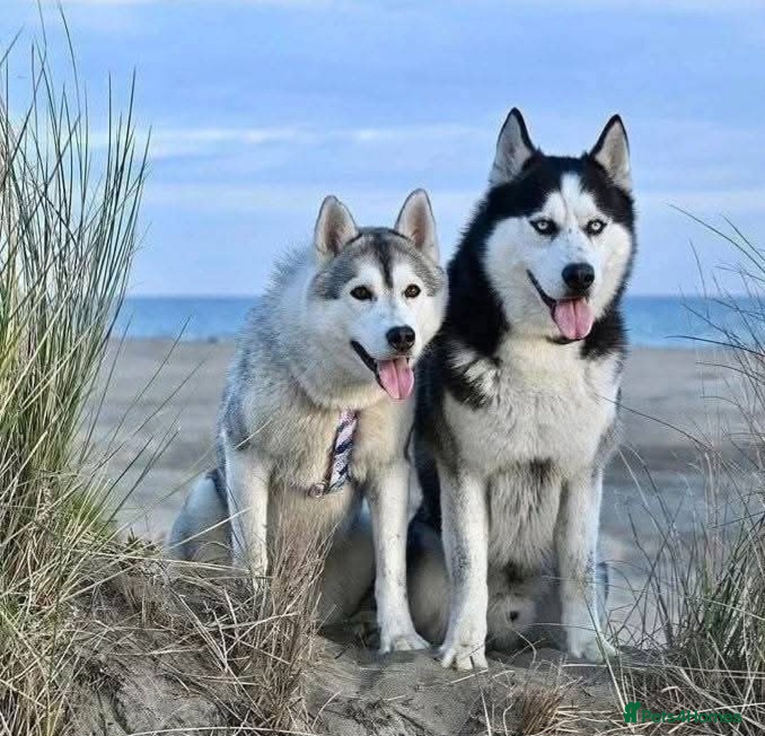 Siberian Husky dogs for sale: Female husky 5 month  - Image 2