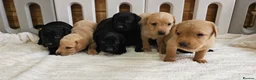 Labrador Retriever dogs for sale: 7 BEAUTIFUL KCREG LABRADORS. HEALTH TESTED PARENTS - Advert 11