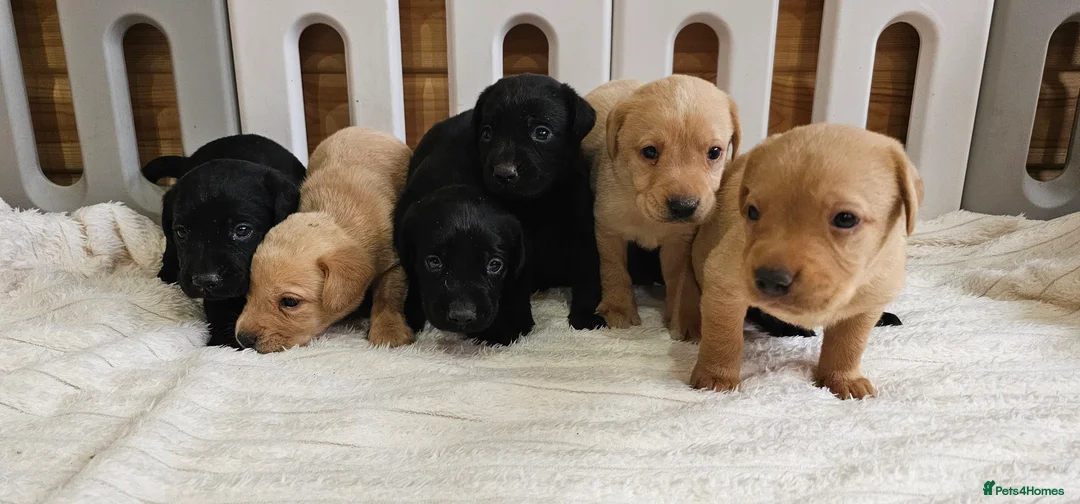 Labrador Retriever dogs for sale: 7 BEAUTIFUL KCREG LABRADORS. HEALTH TESTED PARENTS - Advert 11