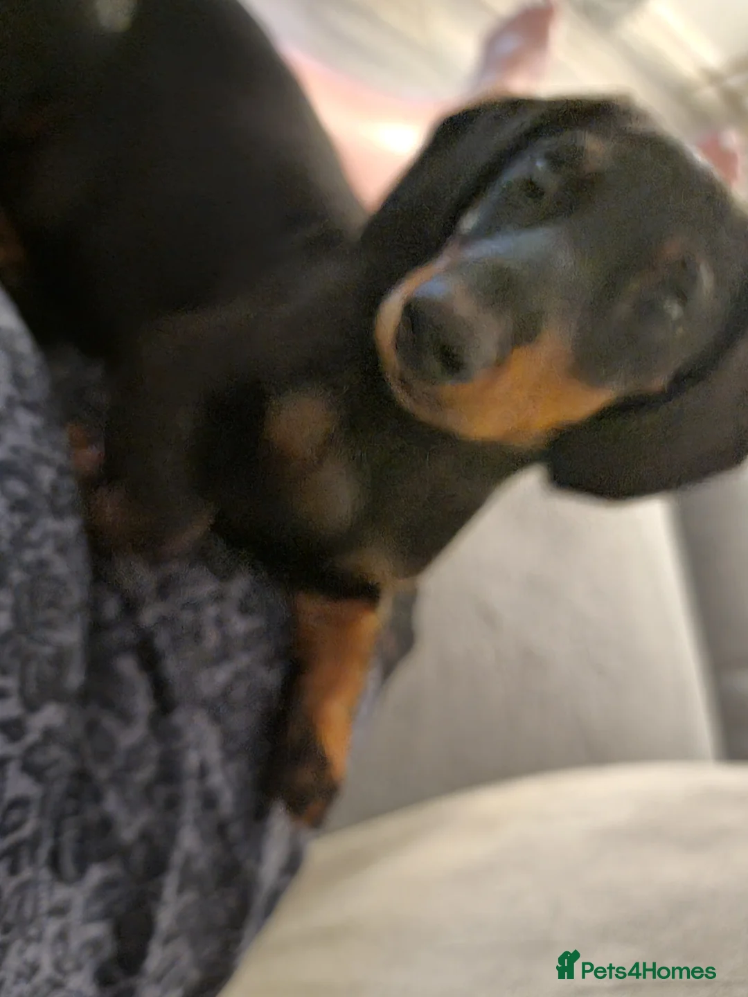 Miniature Dachshund dogs for sale: 9 months old miniature dachshund  - Advert 13
