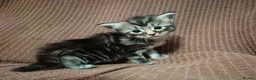 Maine Coon cats for sale: 3/4 maincoon kittens  - Advert 18