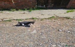 Jack Russell dogs for sale: Jack Russell puppies - Image 4