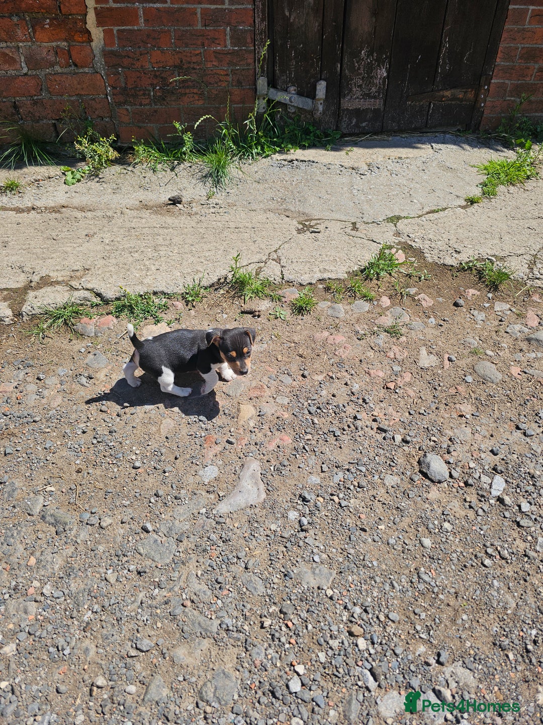 Jack Russell dogs for sale: Jack Russell puppies - Image 4