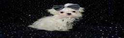 Maltese dogs for sale: ****Exquisite KC Registered Maltese Boy Puppy****  - Advert 12