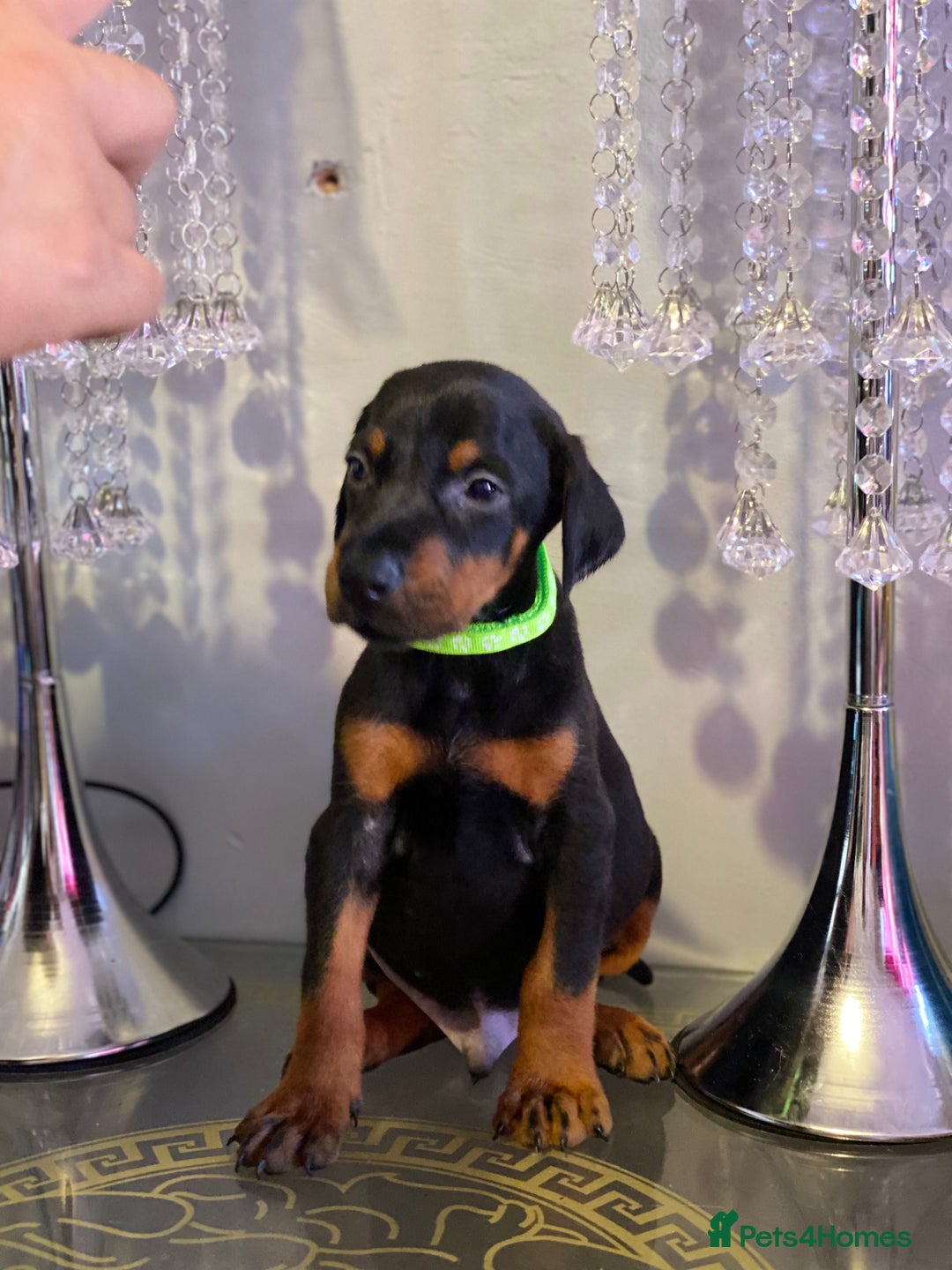 Dobermann dogs for sale: Gorgeous Eu**an Dobermann Puppies - Image 11