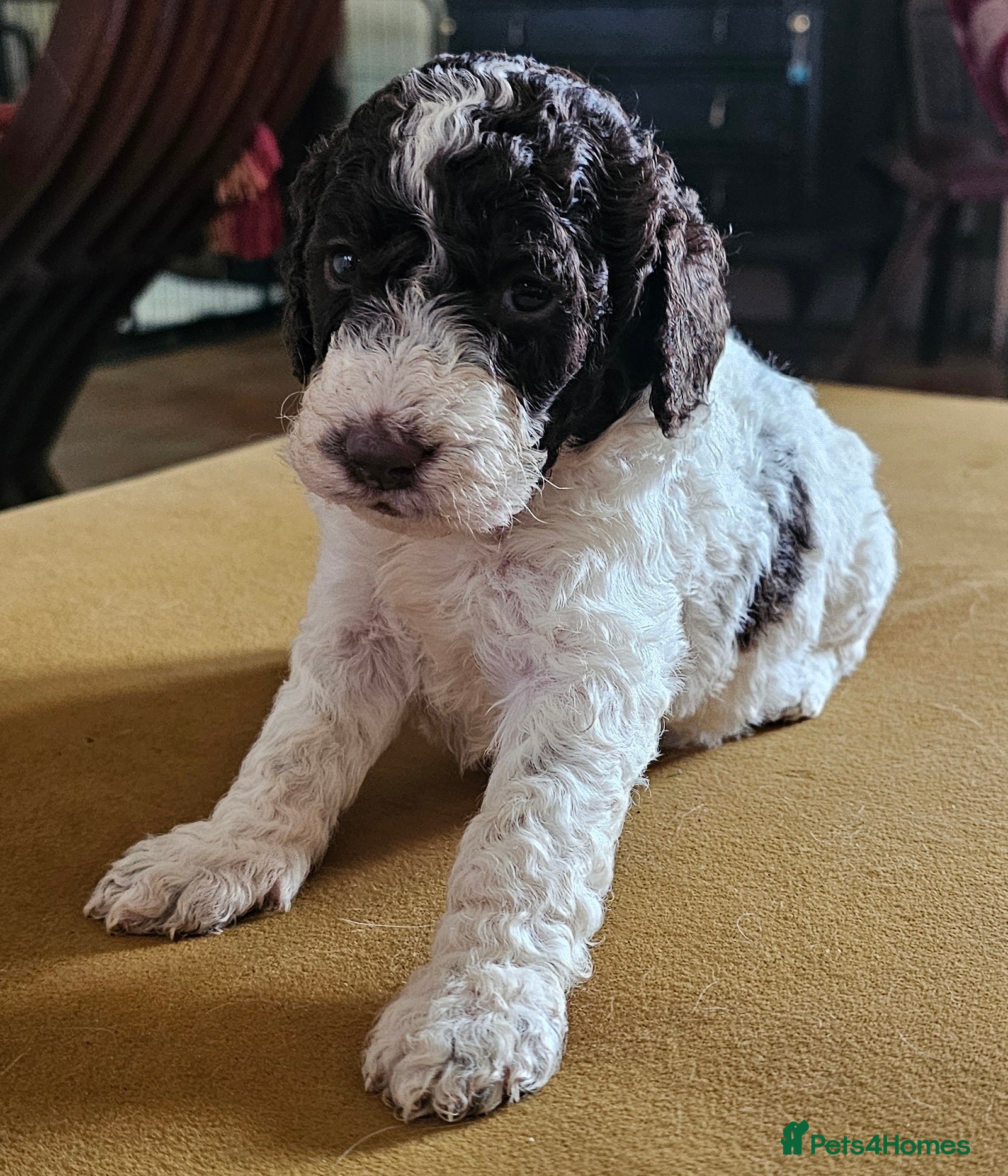 Cockapoo dogs F1b Cockapoos Including Rare Merle Roans - Advert 17