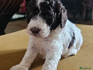 Cockapoo dogs F1b Cockapoos Including Rare Merle Roans - Advert 17