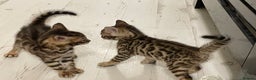 Bengal cats for sale: Bengal kittens - Advert 11