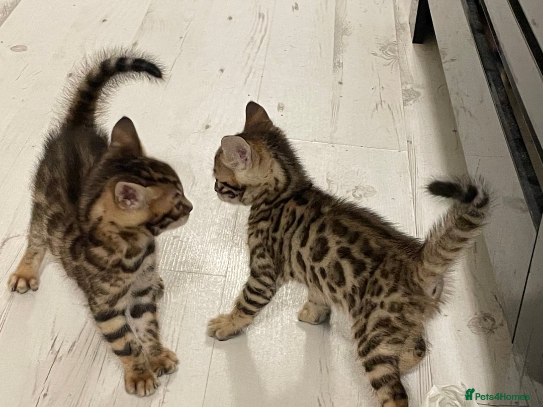 Bengal cats for sale: Bengal kittens - Advert 11
