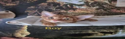Abyssinian cats for sale: 2 Abyssian kittens in Livingston - Advert 8