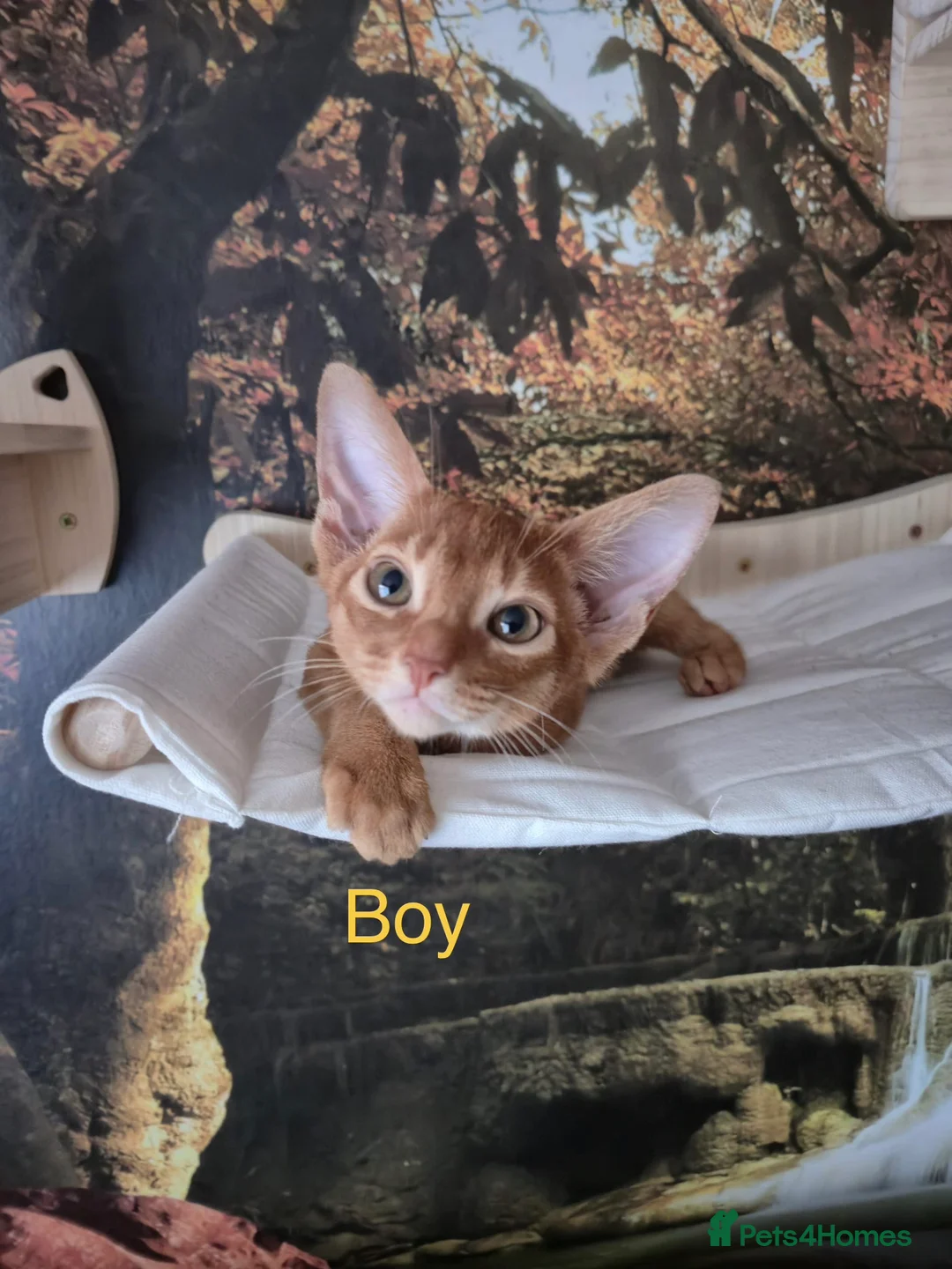 Abyssinian cats for sale: 2 Abyssian kittens in Livingston - Advert 8