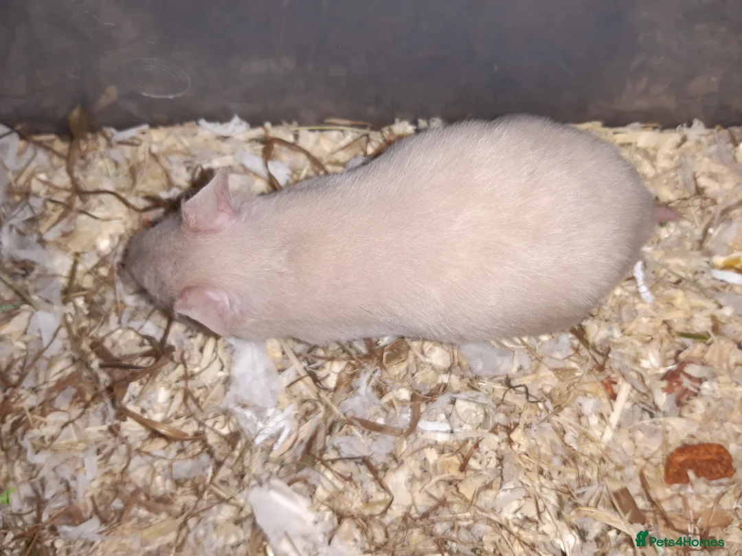 Hamster rodents for sale: Baby Syrian hamsters - Advert 9