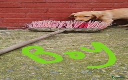 Labrador Retriever dogs for sale: Labrador Fox Red - Image 29