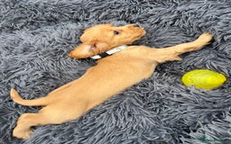Cocker Spaniel dogs for sale: Show Cocker Puppies - Image 16