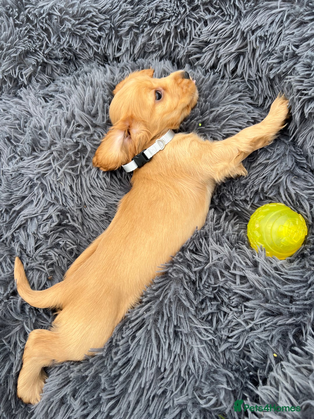Cocker Spaniel dogs for sale: Show Cocker Puppies - Image 16