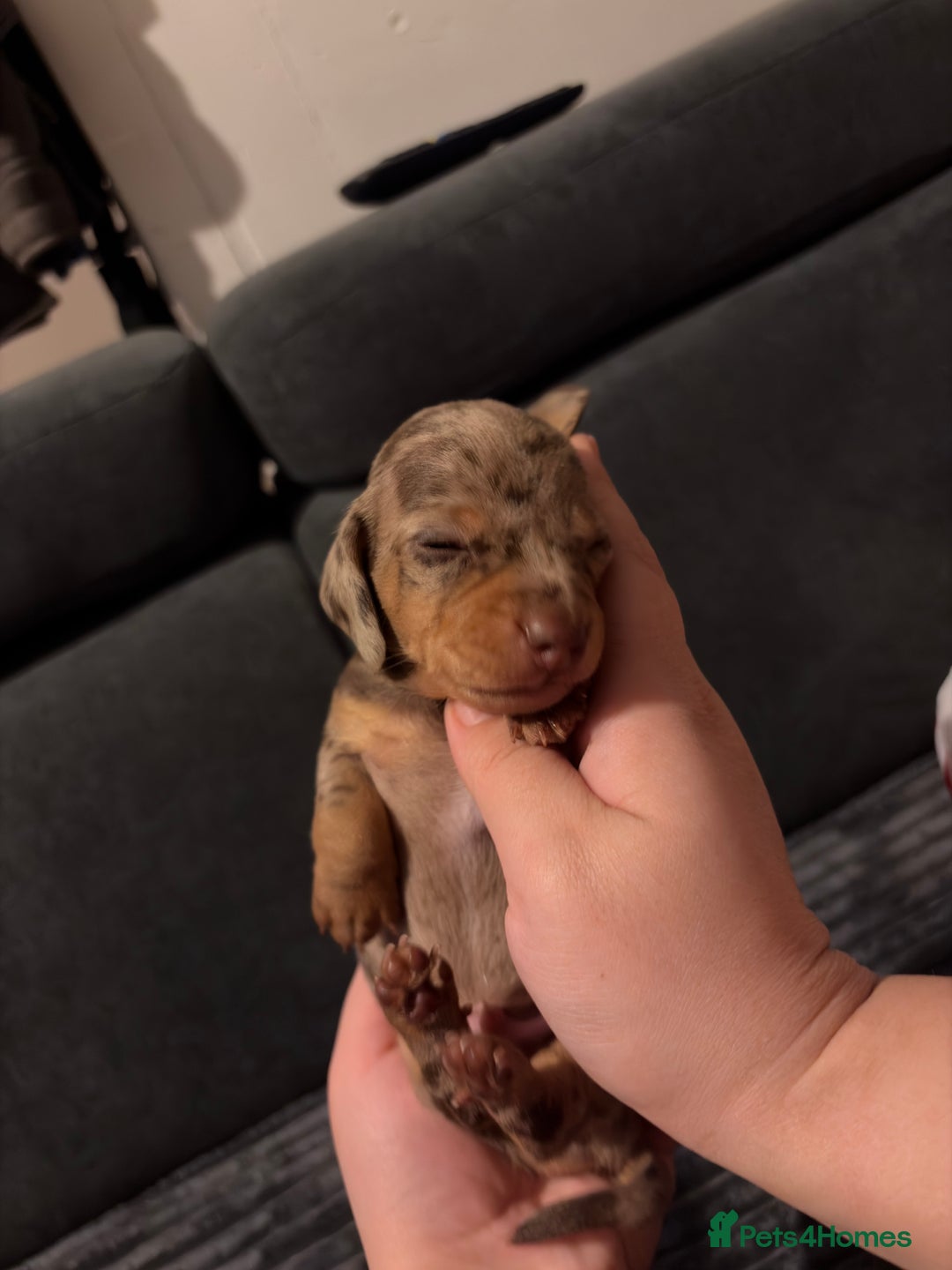 Miniature Dachshund dogs for sale: 🐾 Miniature Dachshund Puppies KC Registered  - Advert 26