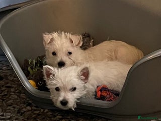 West Highland Terrier dogs Beautiful west highland puppies - Advert 5