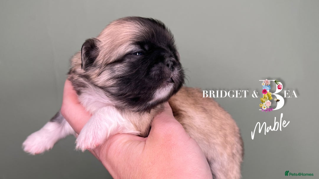 Pekingese dogs for sale: 🩷QUALITY BOYS & GIRLS🩵 - Advert 8