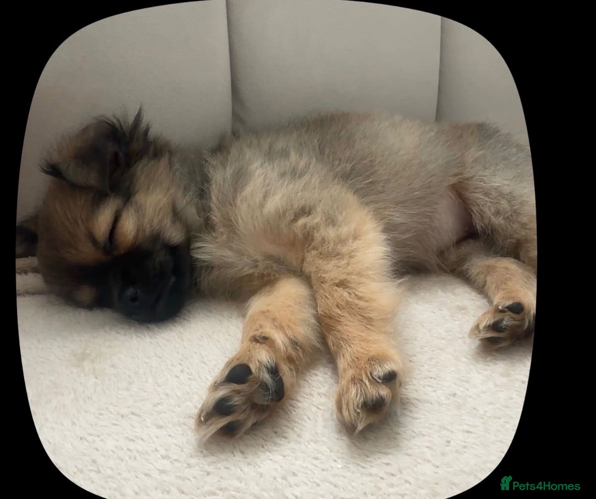 Pomchi dogs Pomchi puppy 10 weeks old girl  - Advert 12
