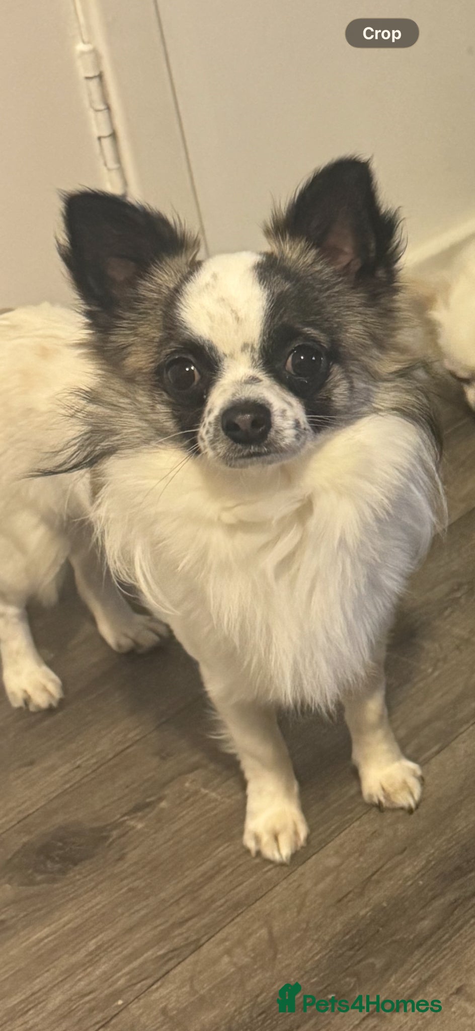 Chihuahua dogs GORGEOUS STUD - Advert 1