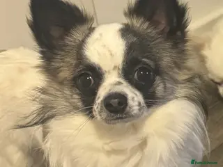 Chihuahua dogs GORGEOUS STUD - Advert 1