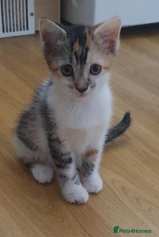 Mixed Breed cats  SO LOVELY KITTEN 😸 LOOKING FOR FOREVER HOME   - Advert 2