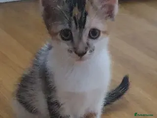 Mixed Breed cats SO LOVELY KITTEN 😸 LOOKING FOR FOREVER HOME - Advert 2