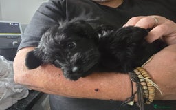 Schnoodle dogs for sale: Schnoodle puppys  - Image 3