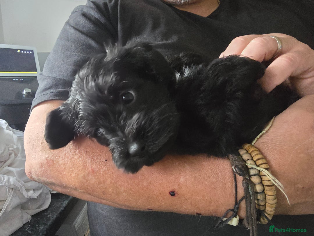 Schnoodle dogs for sale: Schnoodle puppys  - Image 3