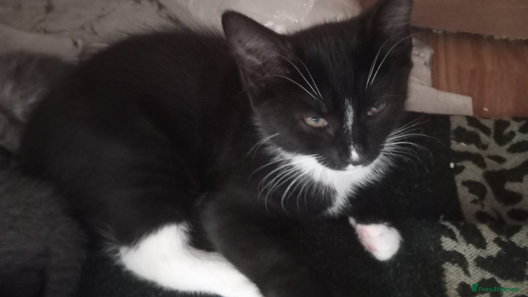 Mixed Breed cats for sale: Dzindzer - Image 2