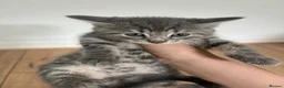 Mixed Breed cats for sale: Gray silver and tabby kittens for sale! - Advert 12