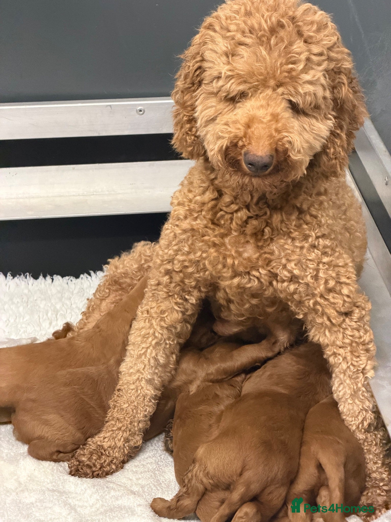 Goldendoodle dogs Stunning Goldendoodle Puppies  - Advert 1