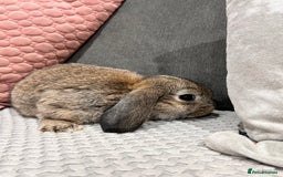 Mini Lop rabbits for sale: Beautiful mini lop rabbits for sale - Image 19