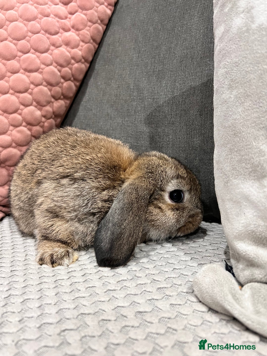 Mini Lop rabbits for sale: Beautiful mini lop rabbits for sale - Image 19