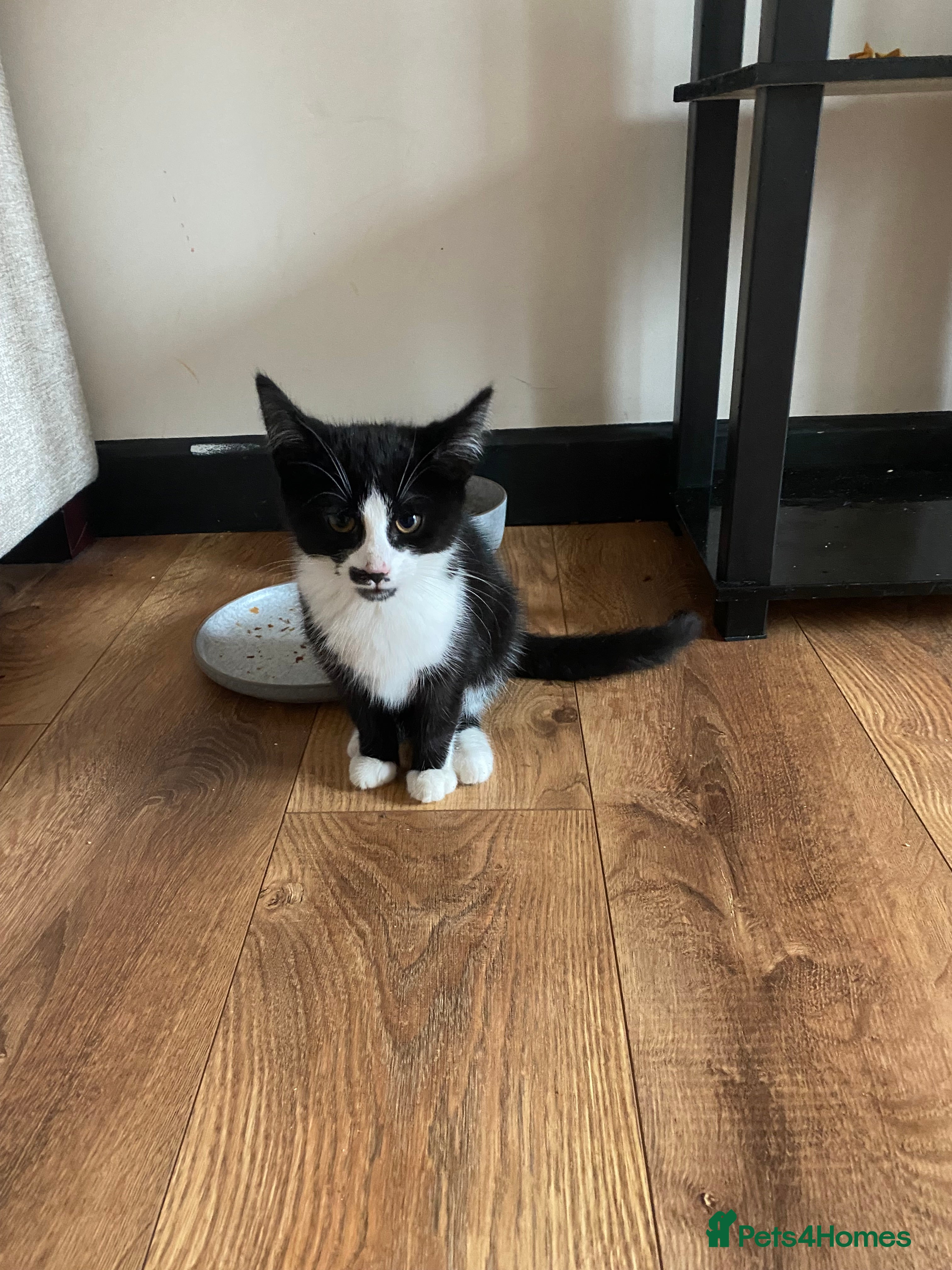 Mixed Breed cats Loving Kitten - Advert 1