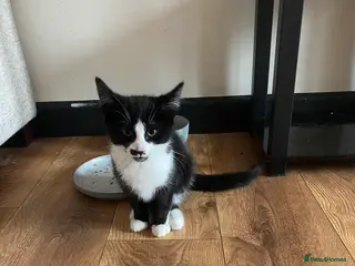 Mixed Breed cats Loving Kitten - Advert 10