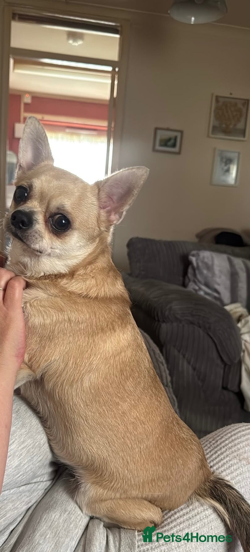 Chihuahua dogs for sale: Names bear - Advert 2