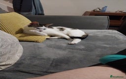 Mixed Breed cats for sale: Tabby mixed female cat - Advert 2