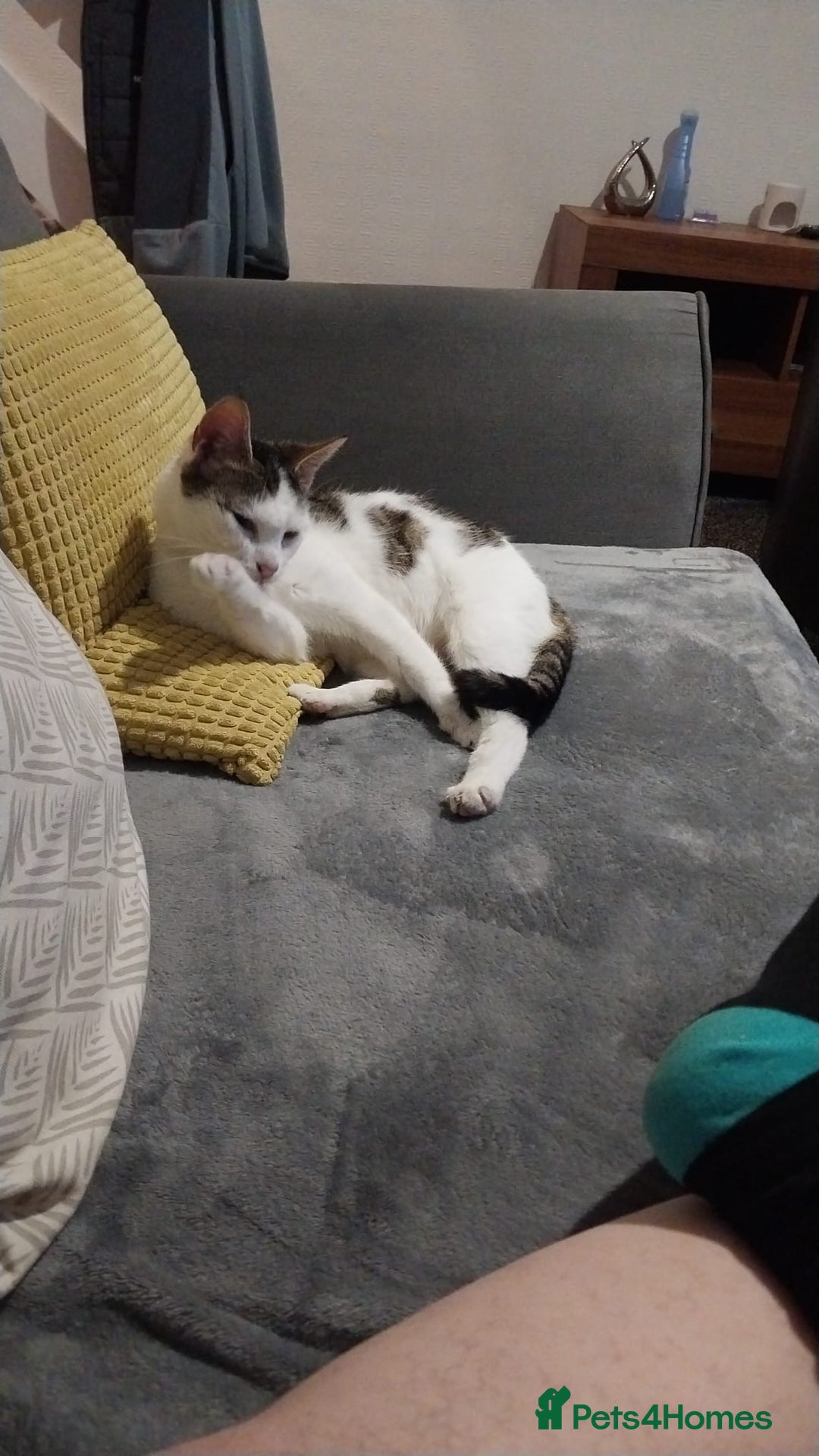 Mixed Breed cats for sale: Tabby mixed female cat - Advert 2