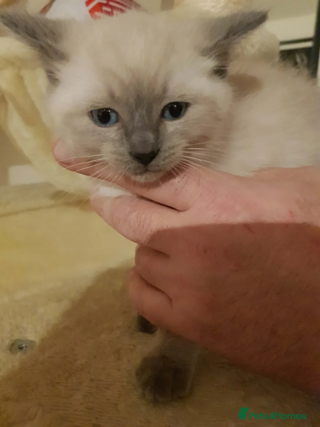 Ragdoll cats for sale: 3/4 ragdoll kittens ready now - Advert 3